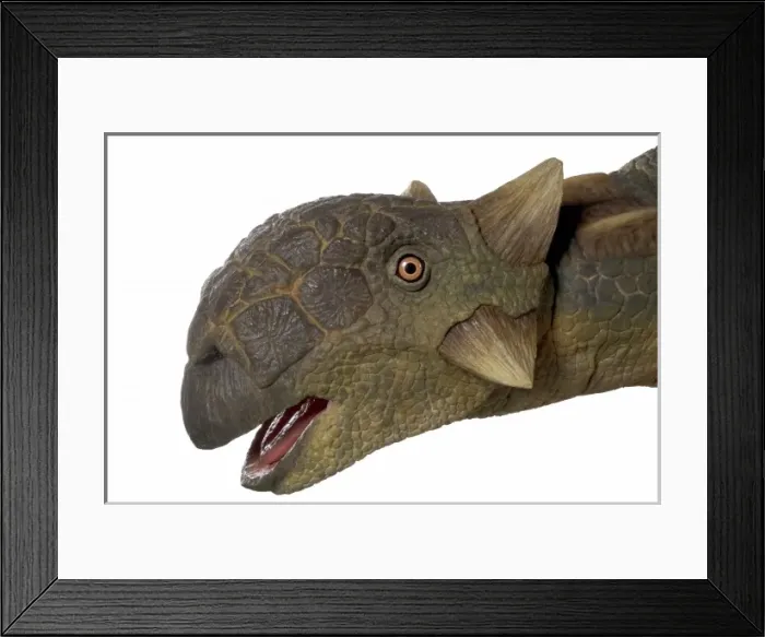 Framed Print : Euoplocephalus Framed Print : Euoplocephalus