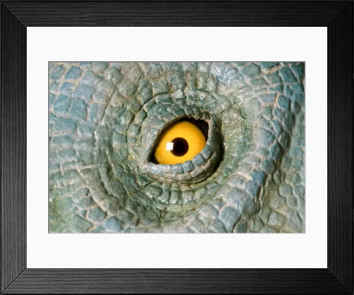 Framed Print : Euoplocephalus Framed Print : Euoplocephalus