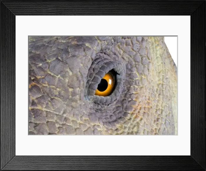 Framed Print : Edmontosaurus Framed Print : Edmontosaurus