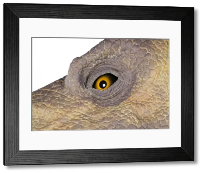 Framed Print : Edmontosaurus
