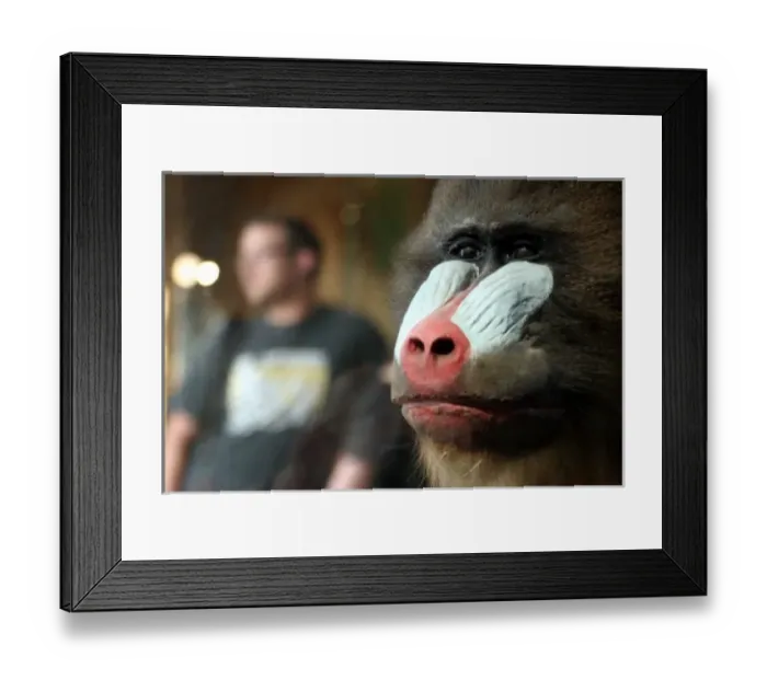 Framed Print : Mandrillus sphinx, mandrill Framed Print : Mandrillus sphinx, mandrill