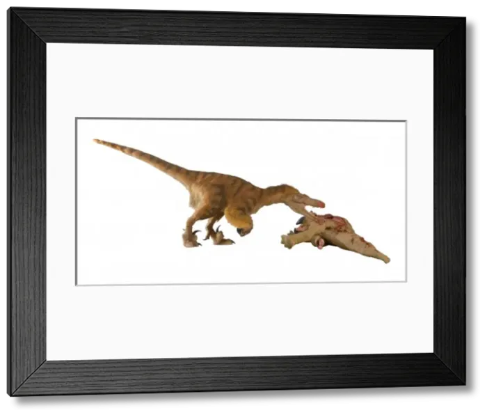 Framed Print : Dromaeosaurus, Fuzzy Raptor Framed Print : Dromaeosaurus, Fuzzy Raptor