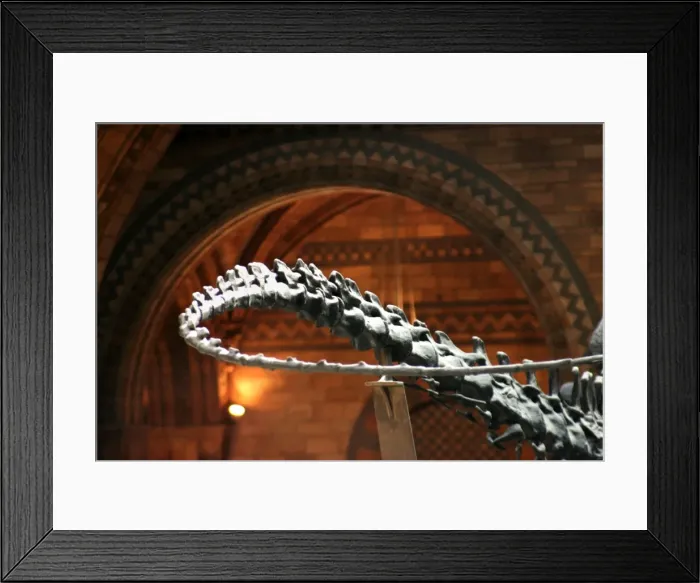 Framed Print : The Central Hall of the Natural History Museum, London Framed Print : The Central Hall of the Natural History Museum, London