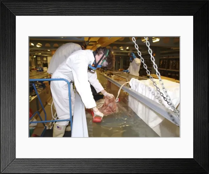 Framed Print : Architeutis dux, giant squid Framed Print : Architeutis dux, giant squid