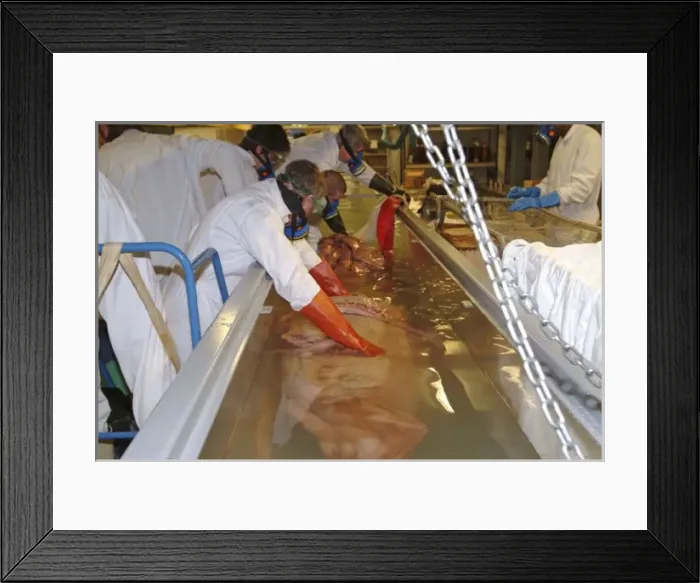 Framed Print : Architeutis dux, giant squid Framed Print : Architeutis dux, giant squid