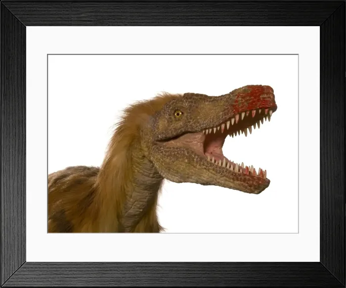 Framed Print : Dromaeosaurus, Fuzzy Raptor Framed Print : Dromaeosaurus, Fuzzy Raptor