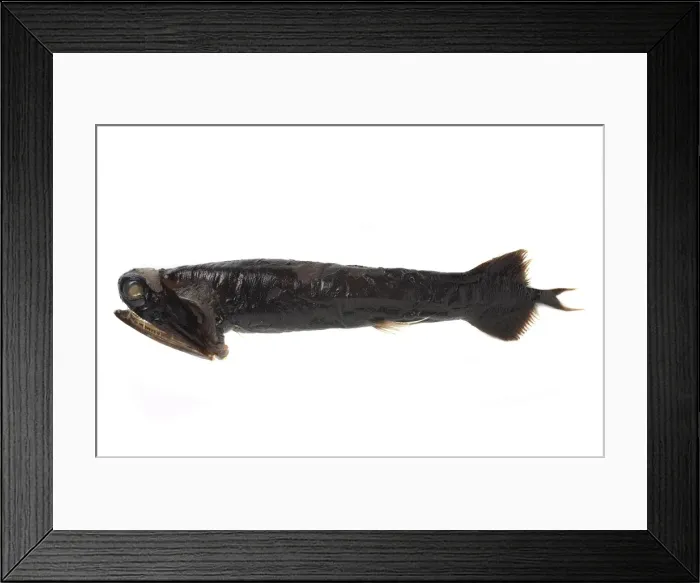 Framed Print : Malacosteus niger, stoplight loosejaw Framed Print : Malacosteus niger, stoplight loosejaw