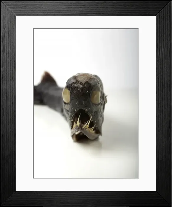 Framed Print : Malacosteus niger, stoplight loosejaw Framed Print : Malacosteus niger, stoplight loosejaw