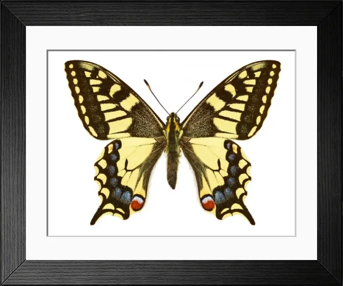 Framed Print : Swallowtail butterfly Framed Print : Swallowtail butterfly