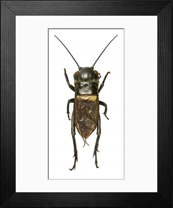 Framed Print : Photographed for the Royal Mails Rare and Engangered specie Framed Print : Photographed for the Royal Mails Rare and Engangered specie