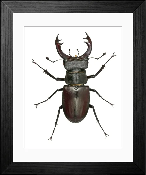 Framed Print : Picture No. 10717822 Framed Print : Picture No. 10717822