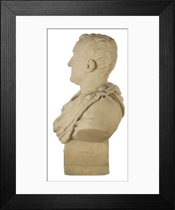 Framed Print : Bust of Carl Linnaeus Framed Print : Bust of Carl Linnaeus