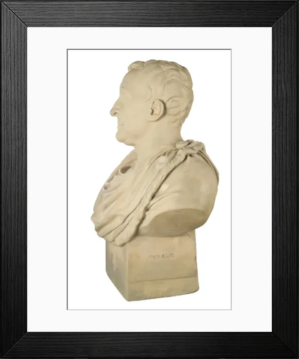 Framed Print : Bust of Carl Linnaeus Framed Print : Bust of Carl Linnaeus