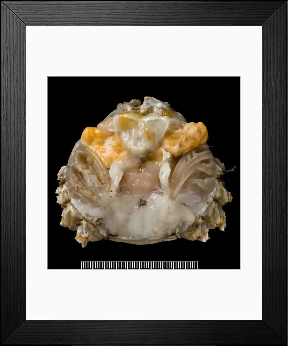 Framed Print : Dissected male Eriocheir sinensis, Chinese mitten crab Framed Print : Dissected male Eriocheir sinensis, Chinese mitten crab