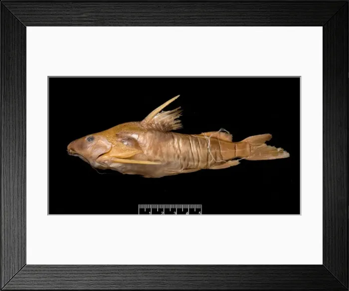 Framed Print : Synodontis maculipinna, catfish Framed Print : Synodontis maculipinna, catfish