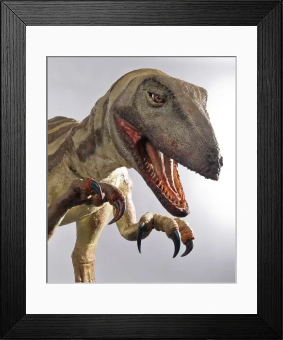 Framed Print : Velociraptor Framed Print : Velociraptor