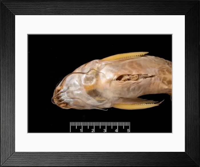 Framed Print : Synodontis maculipinna, catfish Framed Print : Synodontis maculipinna, catfish