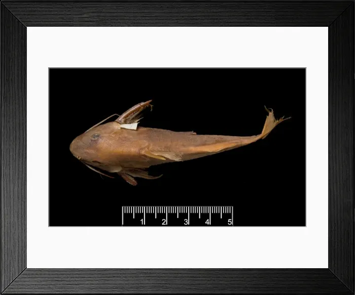 Framed Print : Synodontis maculipinna, catfish Framed Print : Synodontis maculipinna, catfish