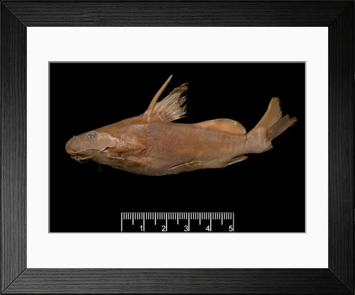 Framed Print : Synodontis maculipinna, catfish Framed Print : Synodontis maculipinna, catfish