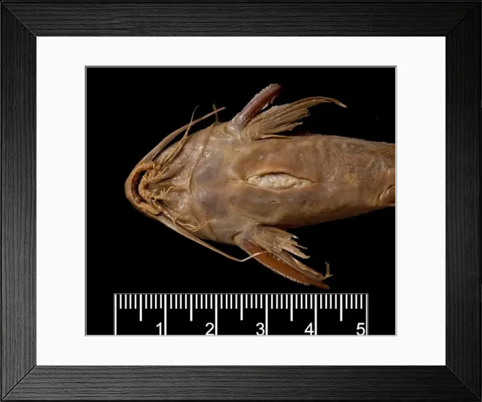 Framed Print : Synodontis maculipinna, catfish Framed Print : Synodontis maculipinna, catfish