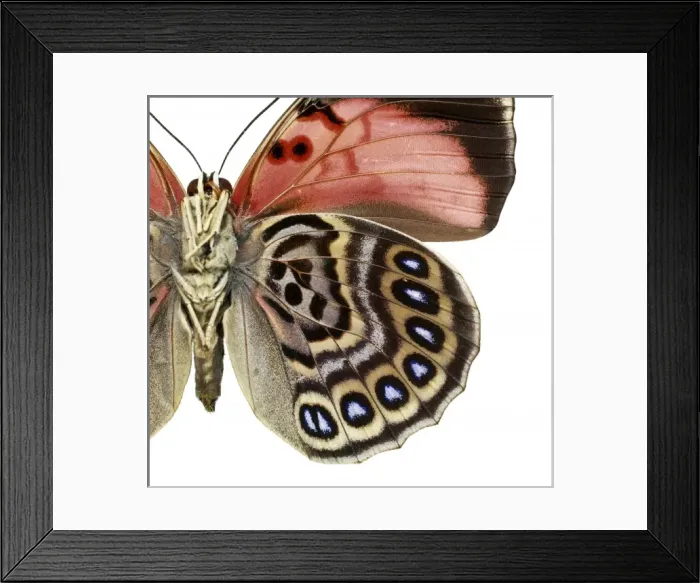 Framed Print : Agrias claudina, butterfly Framed Print : Agrias claudina, butterfly