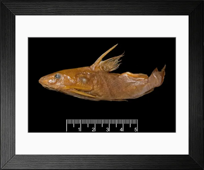 Framed Print : Synodontis maculipinna, catfish Framed Print : Synodontis maculipinna, catfish