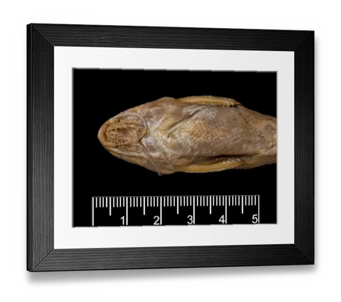 Framed Print : Synodontis maculipinna, catfish Framed Print : Synodontis maculipinna, catfish