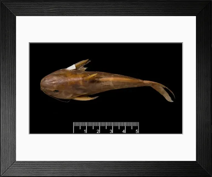Framed Print : Synodontis maculipinna, catfish Framed Print : Synodontis maculipinna, catfish