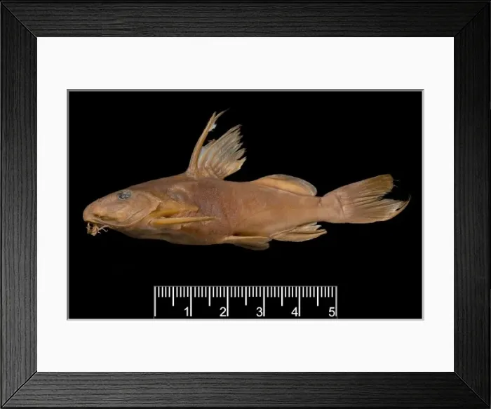 Framed Print : Synodontis maculipinna, catfish Framed Print : Synodontis maculipinna, catfish