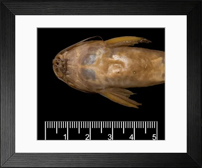 Framed Print : Synodontis maculipinna, catfish Framed Print : Synodontis maculipinna, catfish