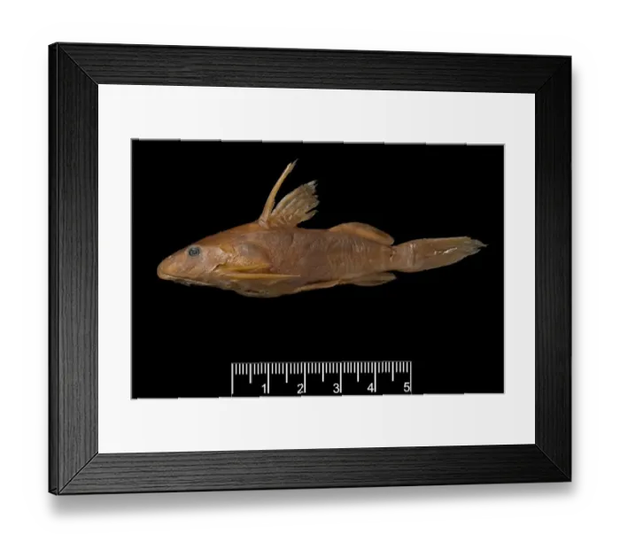 Framed Print : Synodontis maculipinna, catfish Framed Print : Synodontis maculipinna, catfish