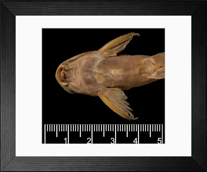 Framed Print : Synodontis maculipinna, catfish Framed Print : Synodontis maculipinna, catfish