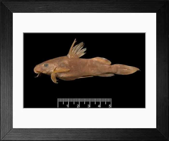 Framed Print : Synodontis maculipinna, catfish Framed Print : Synodontis maculipinna, catfish