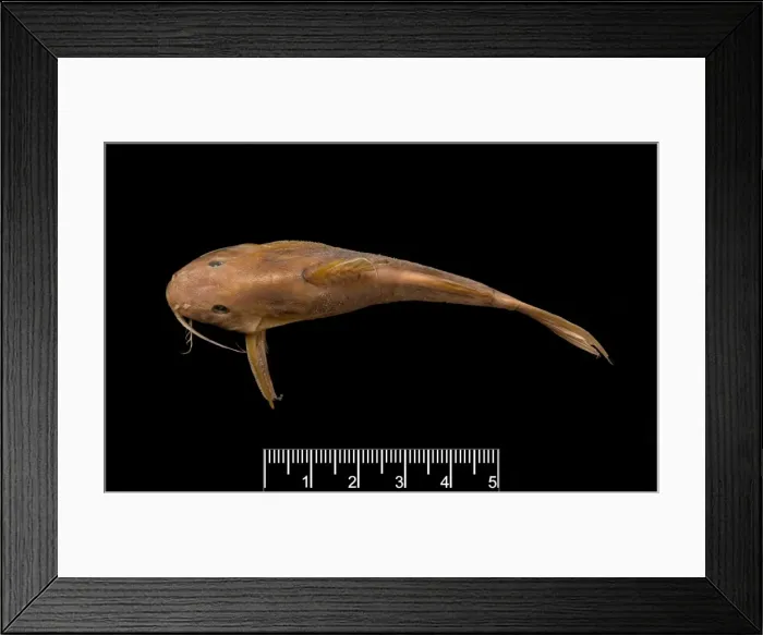 Framed Print : Synodontis maculipinna, catfish Framed Print : Synodontis maculipinna, catfish