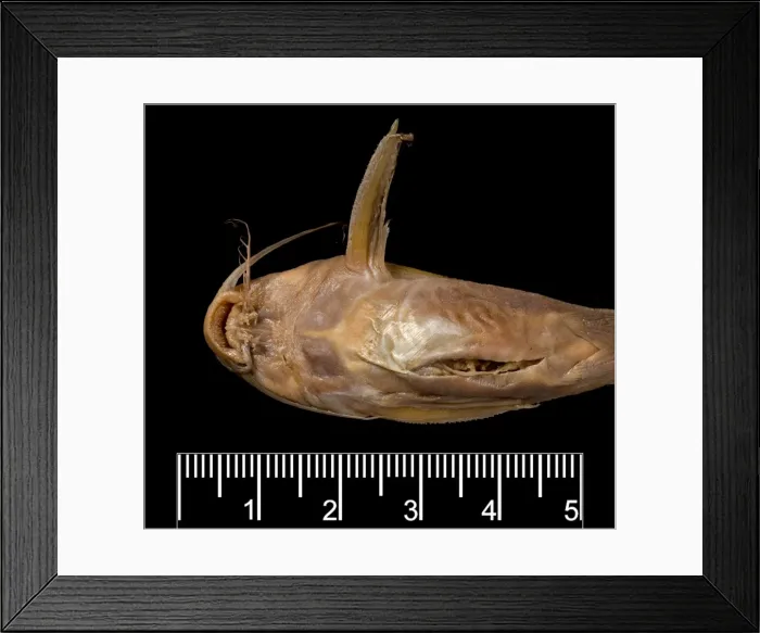 Framed Print : Synodontis maculipinna, catfish Framed Print : Synodontis maculipinna, catfish