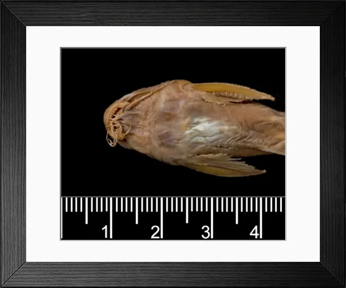 Framed Print : Synodontis maculipinna, catfish Framed Print : Synodontis maculipinna, catfish