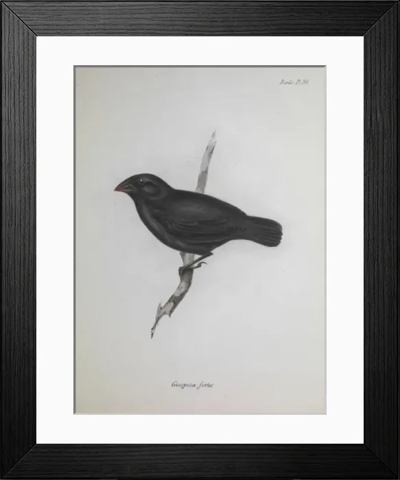 Framed Print : Finch. An illustration from the Zoology of the Beagle Framed Print : Finch. An illustration from the Zoology of the Beagle