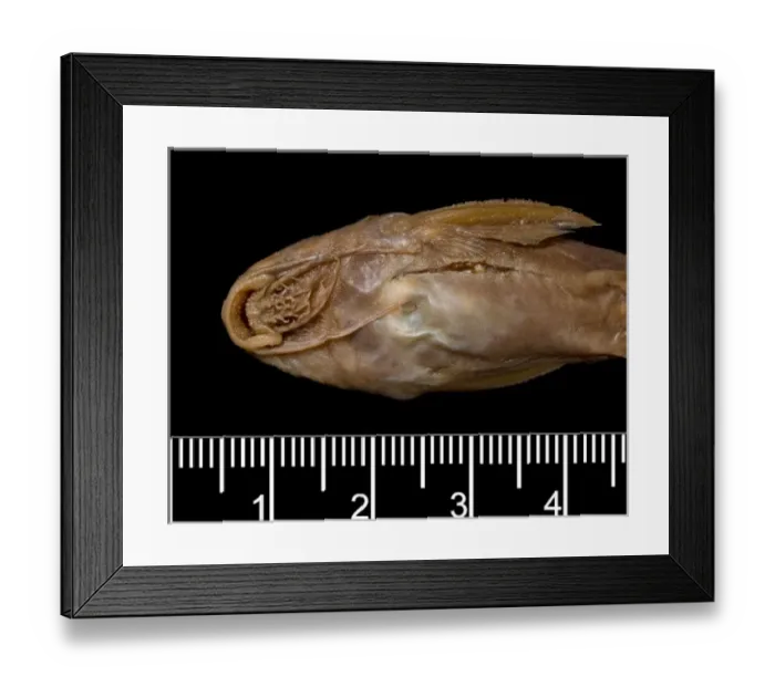 Framed Print : Synodontis maculipinna, catfish Framed Print : Synodontis maculipinna, catfish
