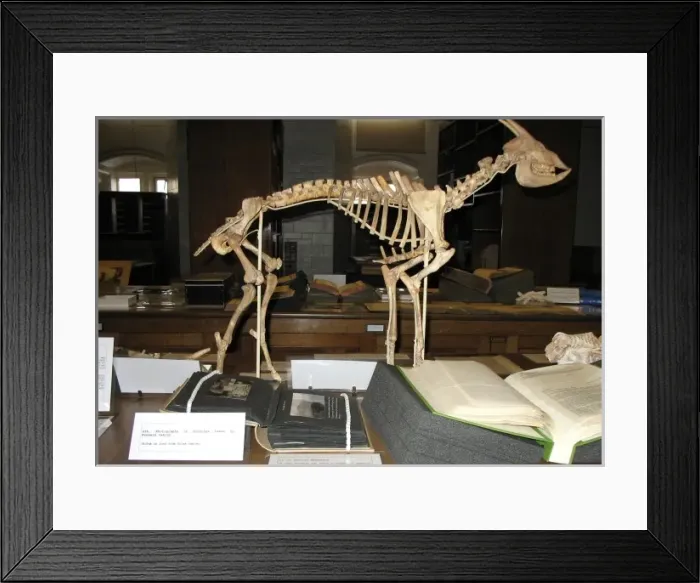 Framed Print : Reconstruction of a Myotragus skeleton Framed Print : Reconstruction of a Myotragus skeleton