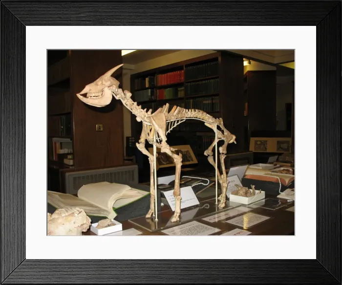 Framed Print : Reconstruction of a Myotragus skeleton Framed Print : Reconstruction of a Myotragus skeleton