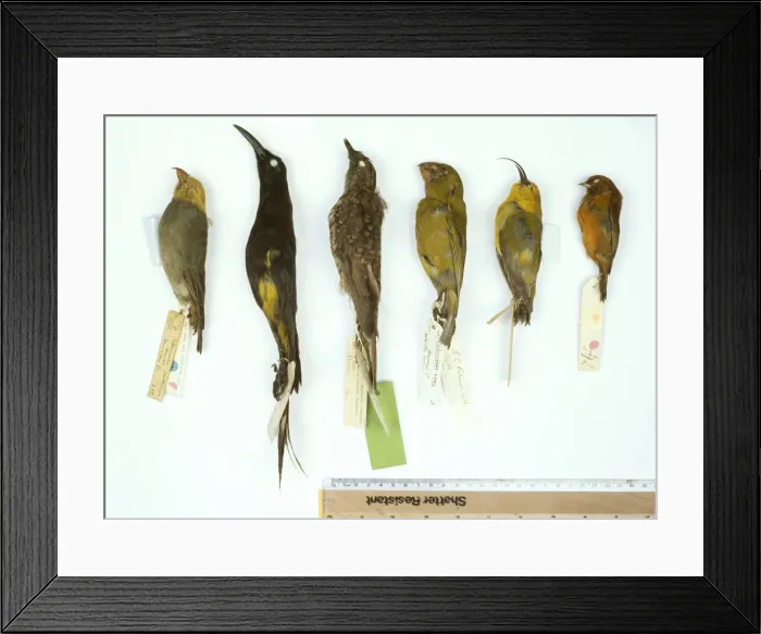Framed Print : Extinct and / or endangered Hawaiian species Framed Print : Extinct and / or endangered Hawaiian species