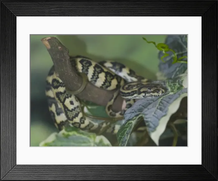 Framed Print : Picture No. 10717937 Framed Print : Picture No. 10717937