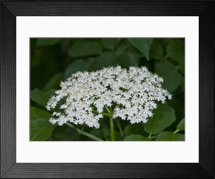 Framed Print : Elderflower Framed Print : Elderflower