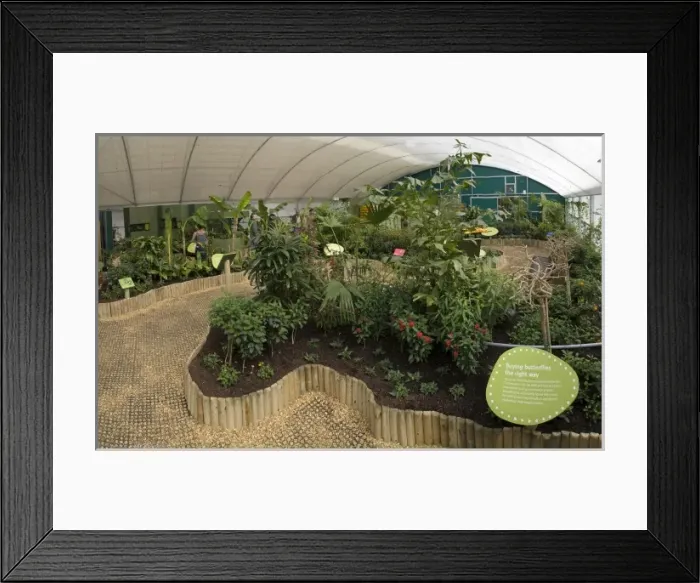 Framed Print : Butterfly Jungle 2009 Framed Print : Butterfly Jungle 2009