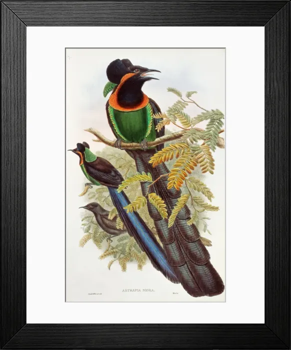 Framed Print : Astrapia nigra, arfak astrapia Framed Print : Astrapia nigra, arfak astrapia