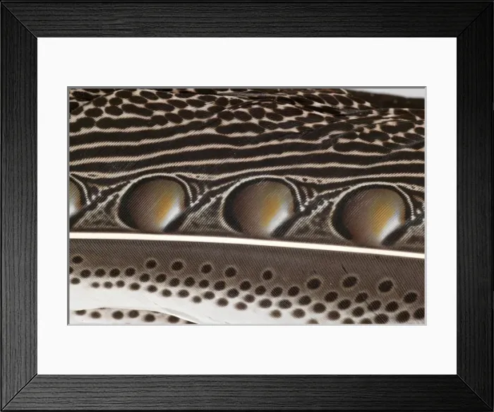 Framed Print : Argusianus argus, great argus Framed Print : Argusianus argus, great argus