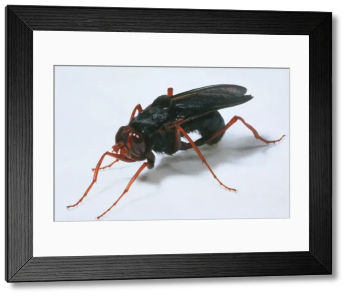 Framed Print : Gyrostigma rhinocerontis, rhinoceros stomach botfly Framed Print : Gyrostigma rhinocerontis, rhinoceros stomach botfly