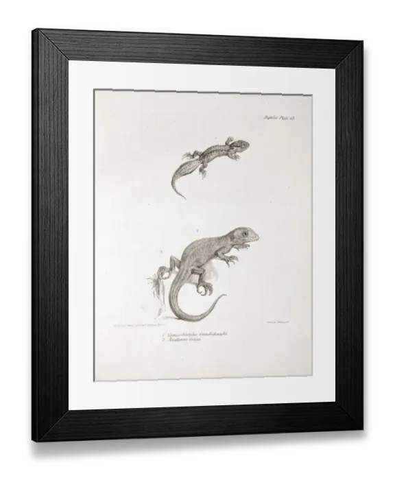 Framed Print : Homonota darwini and Naultinuselegans, two species of lizar Framed Print : Homonota darwini and Naultinuselegans, two species of lizar
