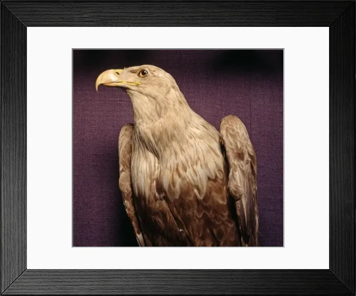 Framed Print : Polyboroides radiatus, Madagascan harrier-hawk Framed Print : Polyboroides radiatus, Madagascan harrier-hawk