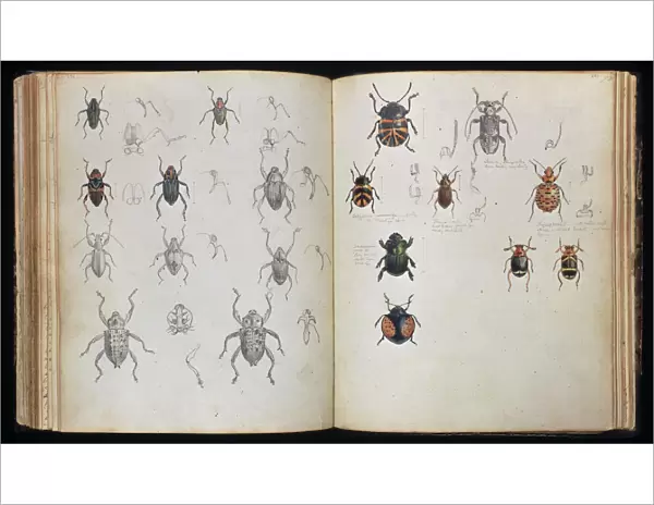 Beetles. Double page spread of pencil and watercolour sketches of beetles